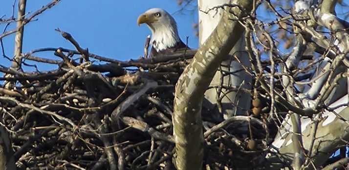 eagle on nest.jpg